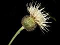 Yellow Camel Thistle